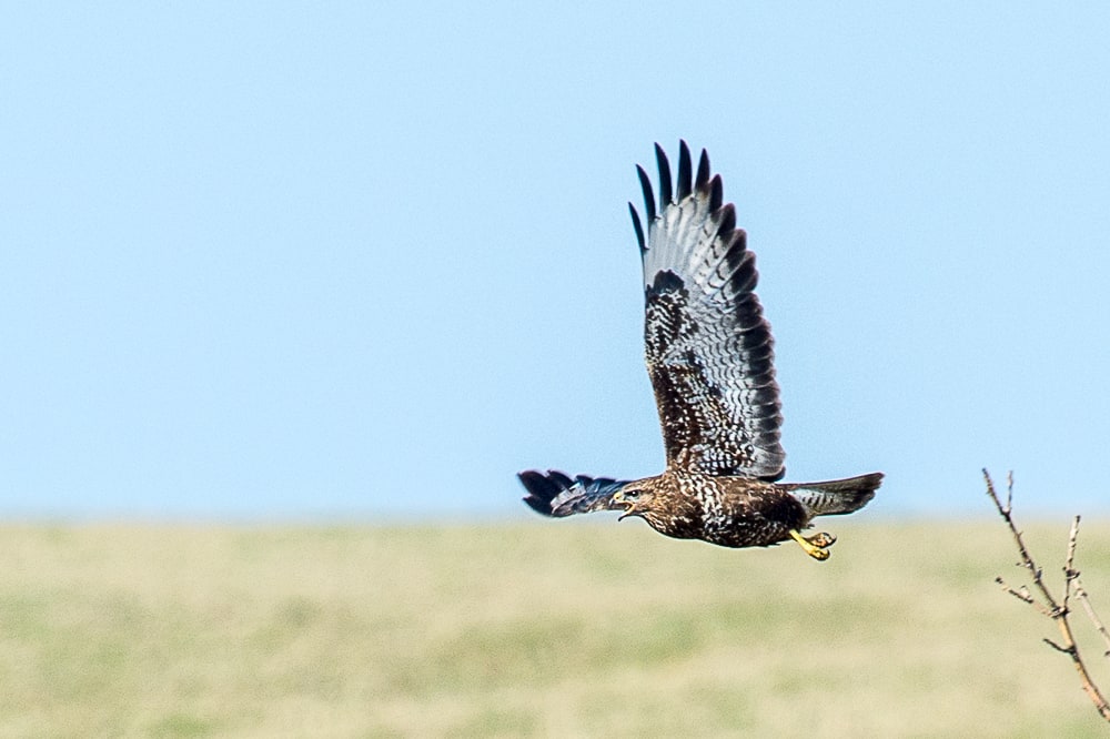 Oiseau-Buse-variable Karlikow- Pologne-NIKON D4