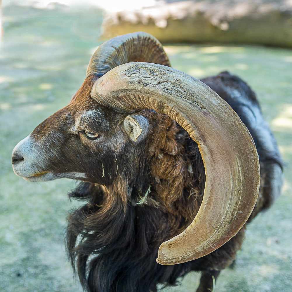 Mammifère-Mouflon - Nancy -Nikon D4