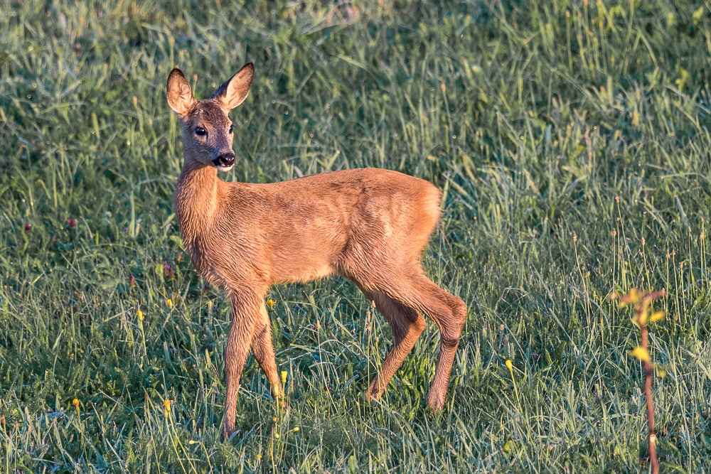 Biche-Pobiedno-Pologne Nikon D5