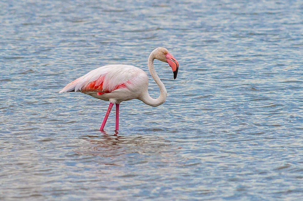 Flamant rose-Golfe de Giens- Nikon d4