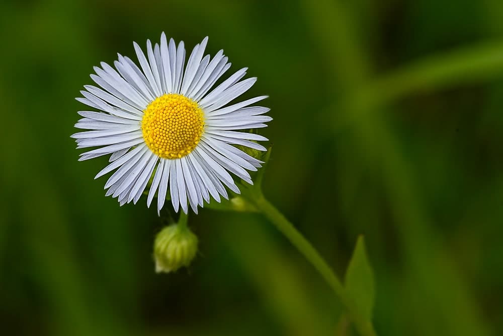 Pâquerette-Remerschen Luxembourg-Nikon-D4