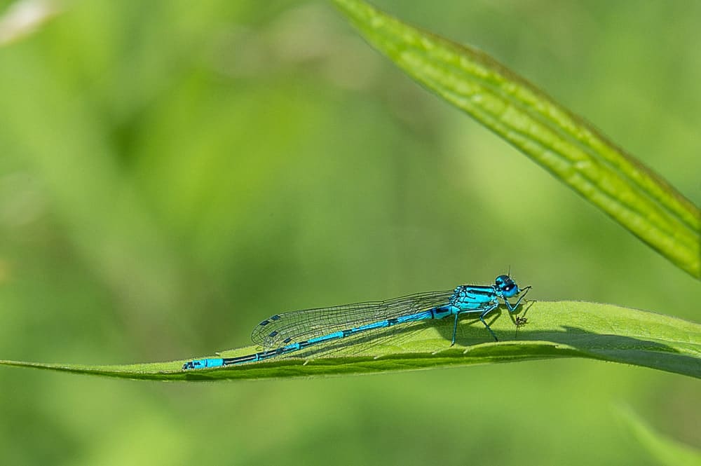 Demoiselle-Remerschen Luxembourg-Nikon-D4