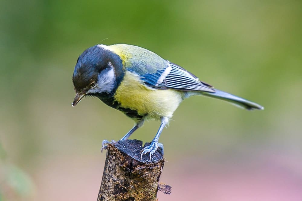 Mésange-Verdun 55 -Nikon D3S