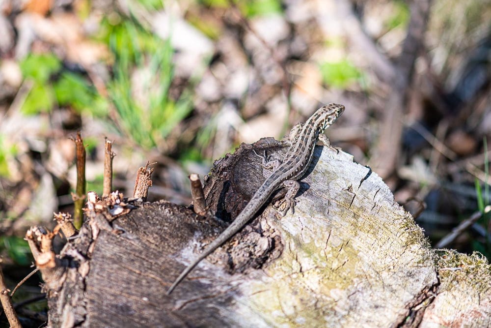 Lezard-Pobiedno-Pologne-Nikon-D850