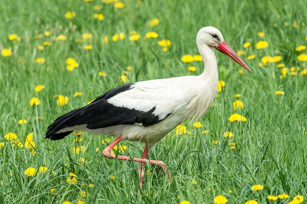 Cigogne Blanche-Pobiedno-Pologne