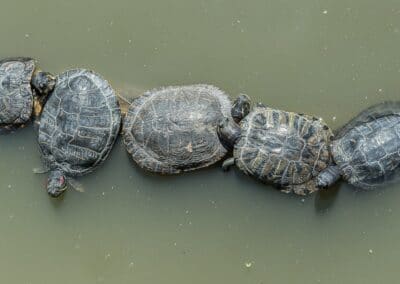 Tortues-Sainte croix-Moselle-Nikon D4s