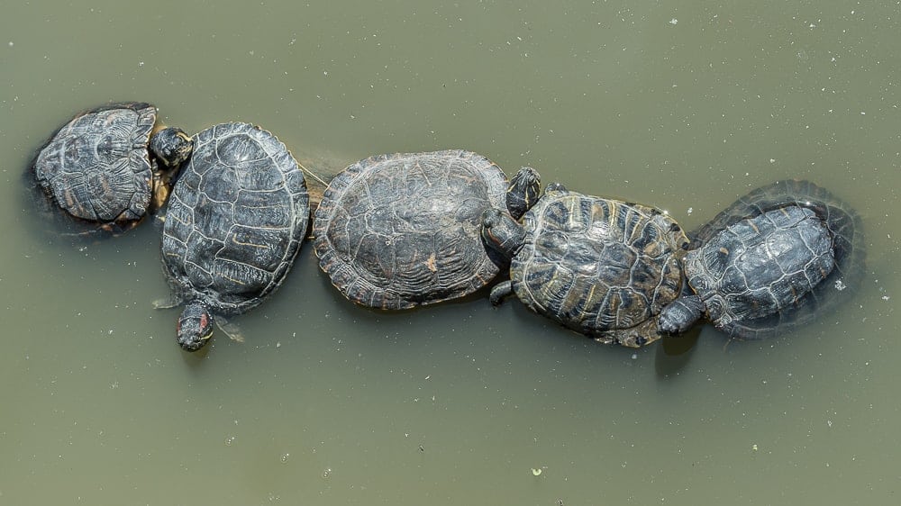 Tortues-Sainte croix-Moselle-Nikon D4s